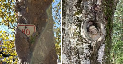 77 Unsettling Yet Fascinating Pictures Of Trees Eating Things People Left Behind