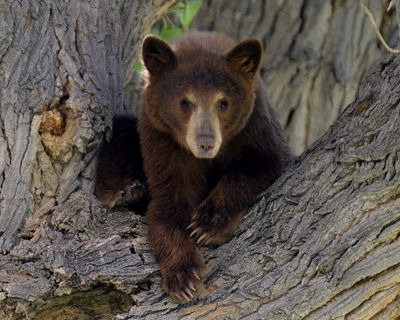 Thursday news quiz: Meta losing face, sugar in space and a bear in the wrong place