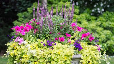 Heat-Tolerant Containers Garden Designers Always Plant in July – They'll Keep Your Pots Colorful Into Fall
