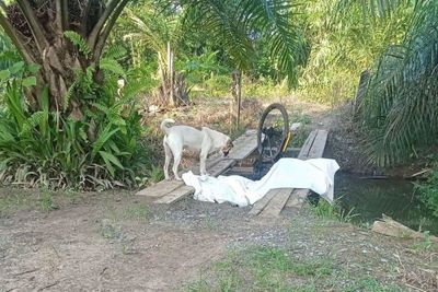 Man’s best friend waits beside him to the very end