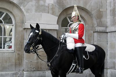 Tradition or Cruelty? King's Guard Horse Overheats During Record-Breaking UK Heatwave