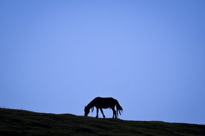 Dartmoor ponies saved from culling risk after fears of extinction