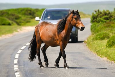 How Dartmoor ponies were saved from a potential cull