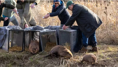 How beavers helped a struggling England farm secure a £1 million deal and spark a multimillion-pound revival