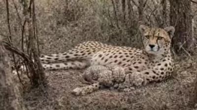 Project Cheetah: Concerns emerge over RTI Act 'violations', 'irregularities' in tranquillisation