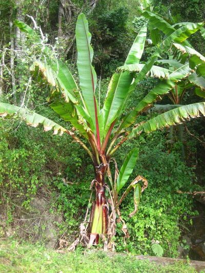 In Ethiopia, a banana relative called the “false banana” because it resembles a banana but does not produce edible fruit may hold genetic clues for improving crop resilience