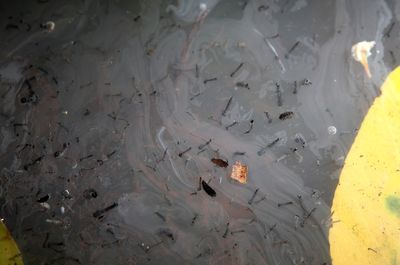 West Nile Season Opens at a 22-Year High with 38 of 48 Cases Already Involving Brain Disease