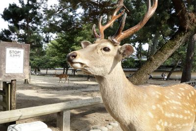 Deer population in Japan's Nara Park hits record high amid overfeeding