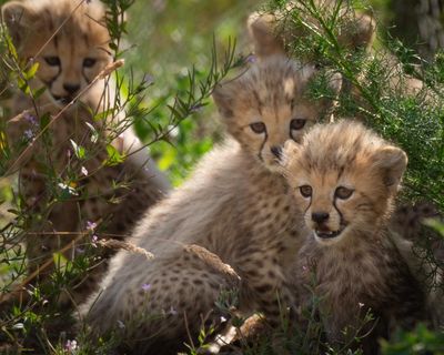 Forget the lions: five fun things to do or see to take your mind off the football