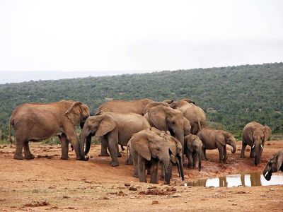 In 1996, one man saved a doomed elephant herd: Now his legacy aids a rewilding reserve in South Africa's Eastern Cape