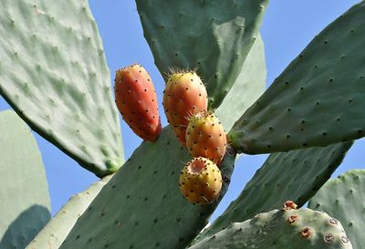 In the early 1900s, prickly pear spread over 20 million hectares in Queensland, threatening ecosystems with its rapid growth of 1,000 hectares daily