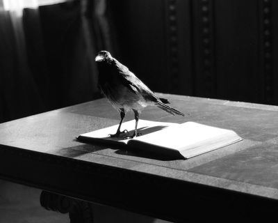 Grief Is the Thing With Feathers by Max Porter review – a bravura rendering of bereavement