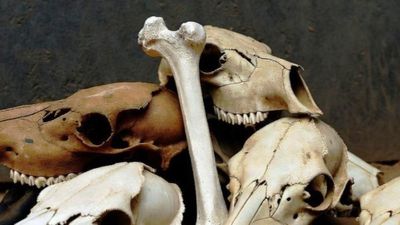 Man buys $200 worth of animal skulls from seller, allegedly gets 2 bones for ‘free.’ Then he takes a closer look: ‘Brilliant way to get rid of evidence’
