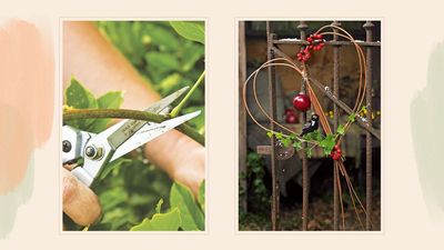 Pruning your wisteria? Don't discard the cuttings – one gardener urges us to keep them for Christmas