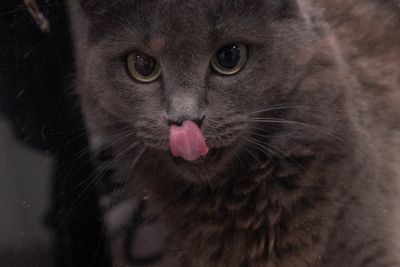 The truth about cats chewing that vets and behaviorists want owners to know