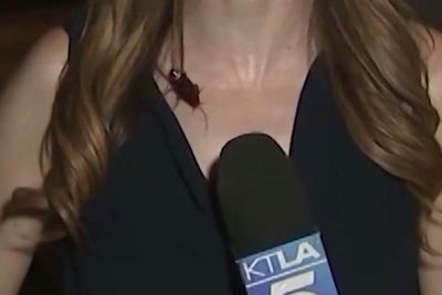 Reporter unfazed by cockroach crawling on her during live broadcast