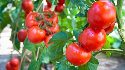 If Your Tomato Plants Are Still Small and Not Flowering, This 1 Natural Feed Will Help Them Put on Growth Fast