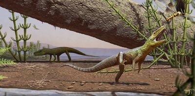 Reptile fossil found in Brazil helps shed light on the common origins of dinosaurs and crocodiles