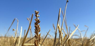 Aboriginal people harvested this native grass for millennia. Scientists have now found an odd trait in its DNA