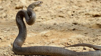 'It had its head swinging around' – Australian bike rider bitten by deadly snake that became entangled in her drivechain