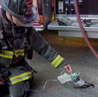 ‘The pigeon came to them seeking help’: California firefighters give oxygen to suffering bird