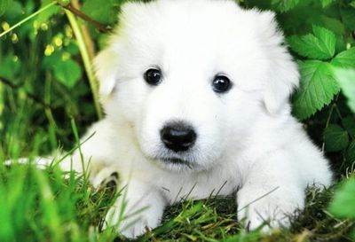 Pet Scam Checks Families Should Make Before Paying a Deposit