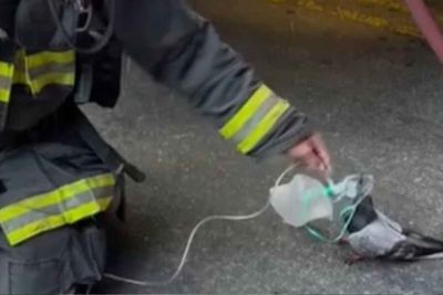 Pigeon seeks oxygen from firefighters after being caught in vehicle fire