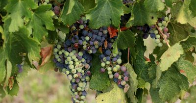 Hunter grapes buck downward trend as national wine crush slumps to a 25-year low