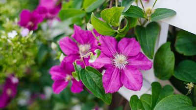 What Your Clematis Needs in July to Survive Extreme Heat – and Produce More Flowers Later This Summer