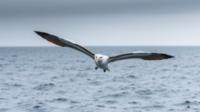 What the Wandering Albatross Teaches Us About Longevity, Loyalty, and Loss