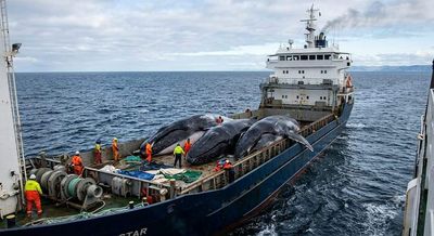 Sea Shepherd chased Japan’s whaling fleet across Antarctica for years, but the activists ultimately lost the battle