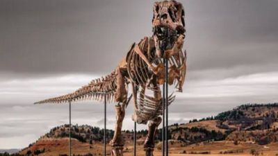 A 67-million-year-old T. rex discovered on a South Dakota ranch has sold for $50.1 million, becoming the most expensive dinosaur fossil ever auctioned