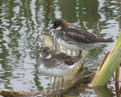 Country diary: A magical encounter with a ‘fairy bird’ not seen here for 30 years