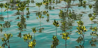 The missing link in the blue carbon agenda: The workforce