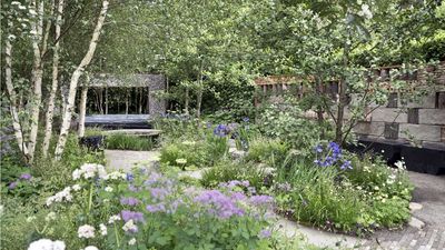 9 Plants That Look After Themselves in July – And Still Steal the Show, Even in Drought
