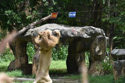 Khon Kaen zoo's lion picks Spain to win World Cup final