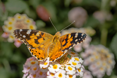 Bumper Butterfly Summer? How Record Warm UK Weather Could Trigger Huge 'Painted Lady' Boom