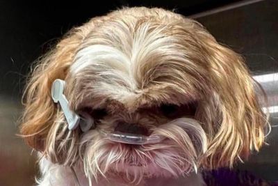 Postman kicked dog to death ‘like a football’, owner says