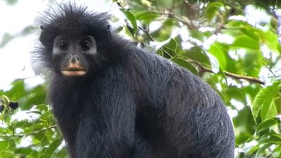 Orange lips and a froglike roar: New monkey discovered after 18-year search in Congo rainforest