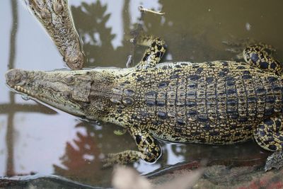 Boy, 3, injured in crocodile enclosure ‘smiling’ after seven operations