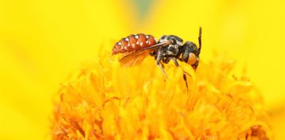 Bees of many species contain tiny magnetic particles – suggesting they may have an innate magnetic compass for navigation