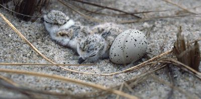 Why Trump’s move to gut the Endangered Species Act likely won’t hold up in court