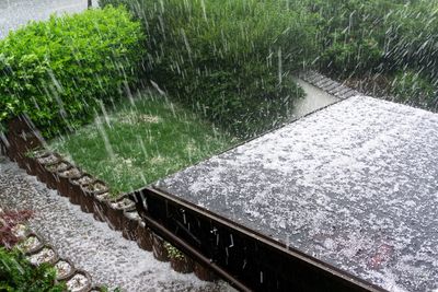 5 Crops That Recover Quickly After a Hailstorm