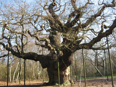 England's legendary Robin Hood oak has died after nearly 1,000 years, but its story isn't over