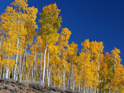 The heaviest living thing on Earth isn't a whale or a sequoia; it's Pando, a single Utah aspen spread across 106 acres as 47,000 identical trees sharing one giant root system