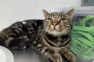 Fridge the cat finds her way home after 40 days in Colorado national park