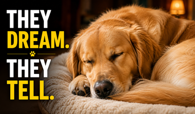 What your dog does while sleeping may be their quietest form of communication — Here's what it could really mean