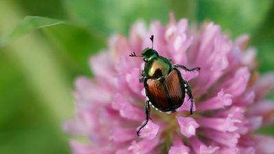 Japanese Beetles Destroying Your Yard? These 3 Genius Solutions Will Stop Them for Good