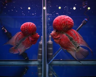 Biodiversity fears as human-bred hybrid fish integrate into Philippines lake