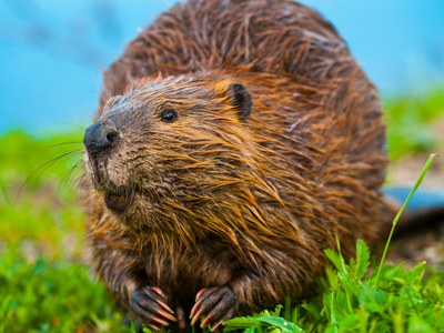 In 1980, one of America's worst volcanic eruptions flattened this land. Now, 58 beavers have brought it back to life